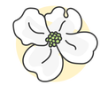 Dogwood